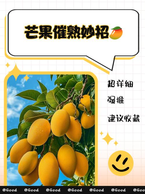 芒果怎么摘才安全又高效？-图2