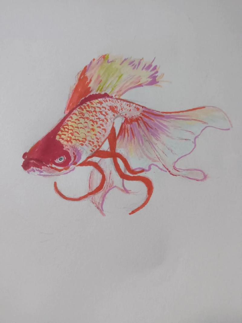 金鱼创意画怎么画？图片有哪些灵感？-图3