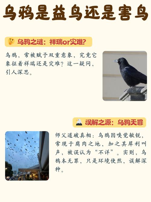 捉住乌鸦的技巧-图2