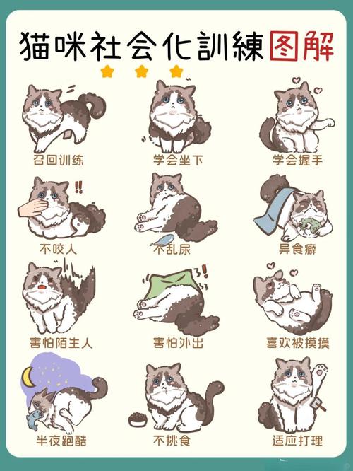 肥猫写作技巧有哪些实用方法？-图2