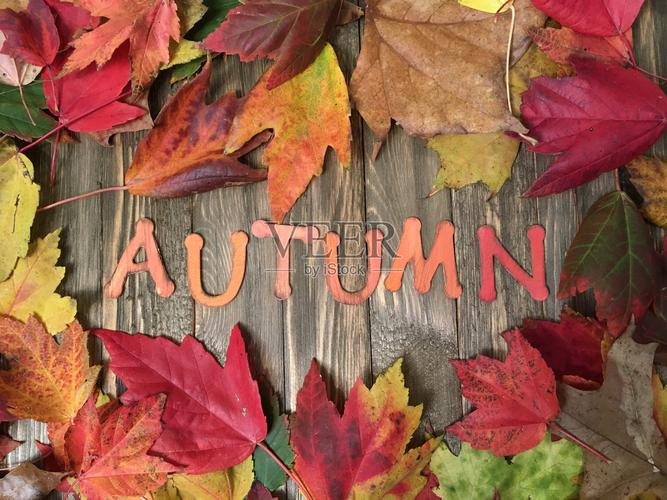 树叶字母创意-图2