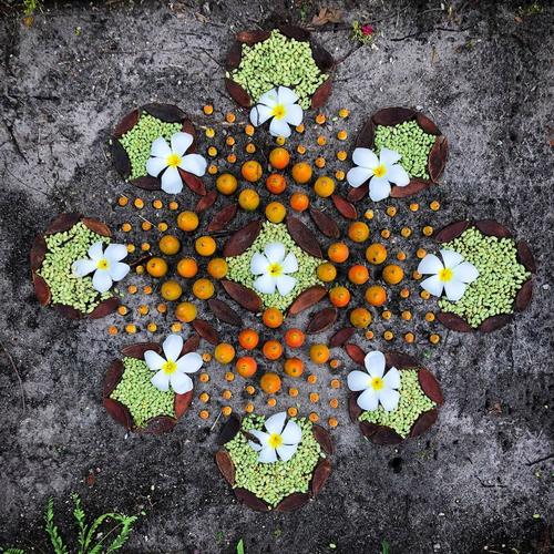 图形创意植物-图3