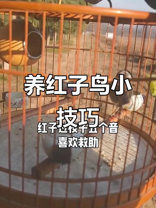 红子鸟怎么养才健康活泼?-图1 红子鸟怎么养才健康活泼?-图1