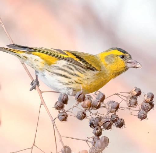 黄雀驯养有哪些实用技巧？-图2