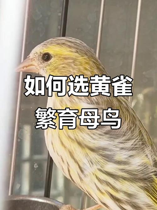 黄雀驯养有哪些实用技巧？-图1