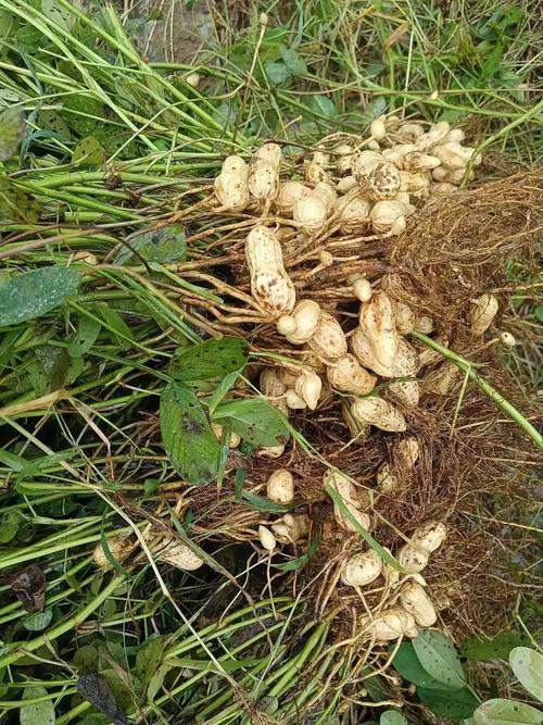 花生采摘有哪些实用技巧？-图1