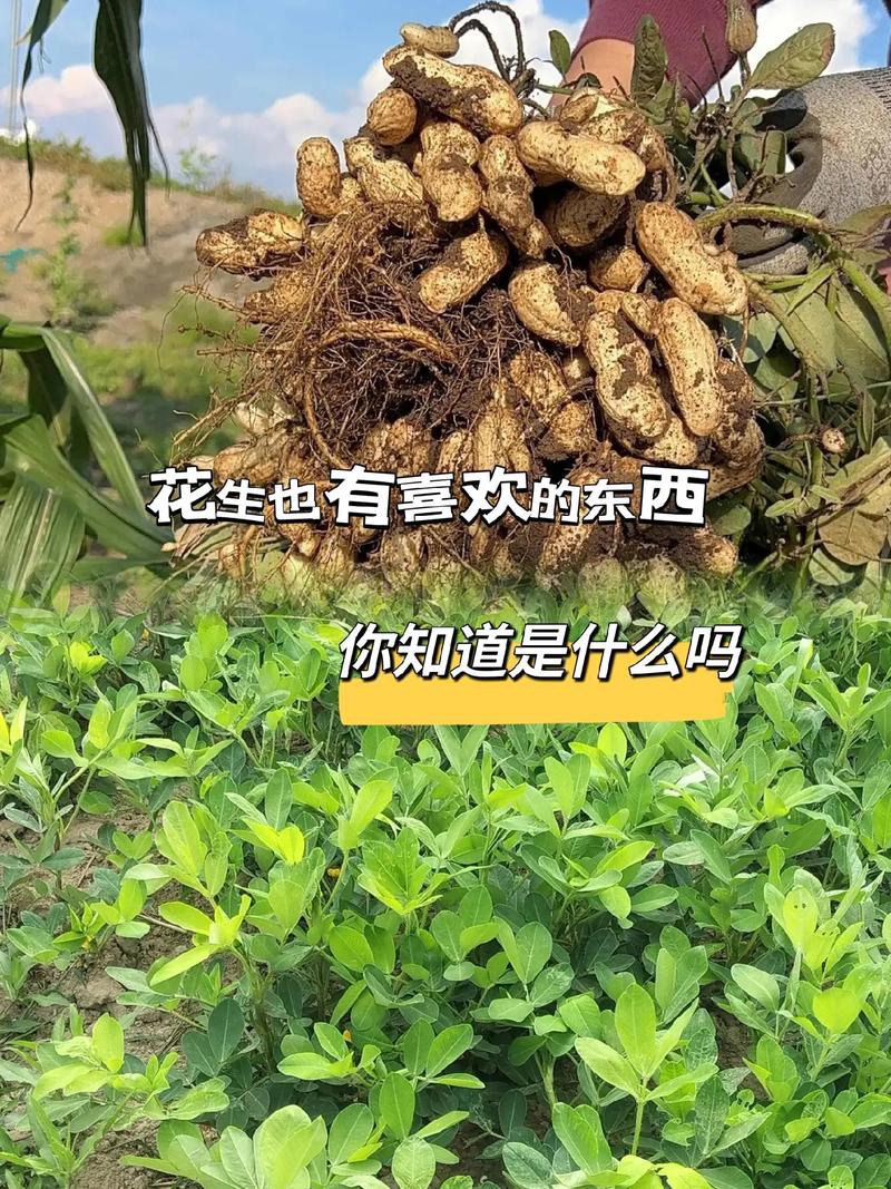 花生采摘有哪些实用技巧？-图2