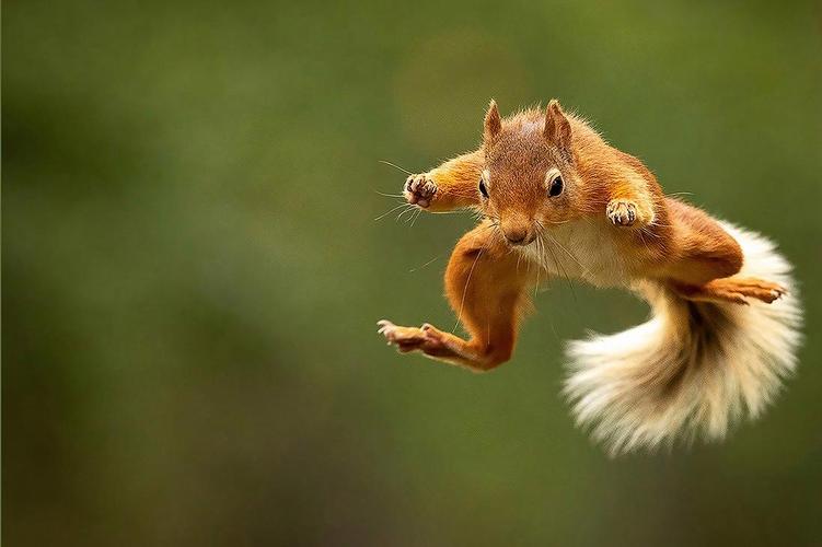 松鼠如何展现创意？-图1