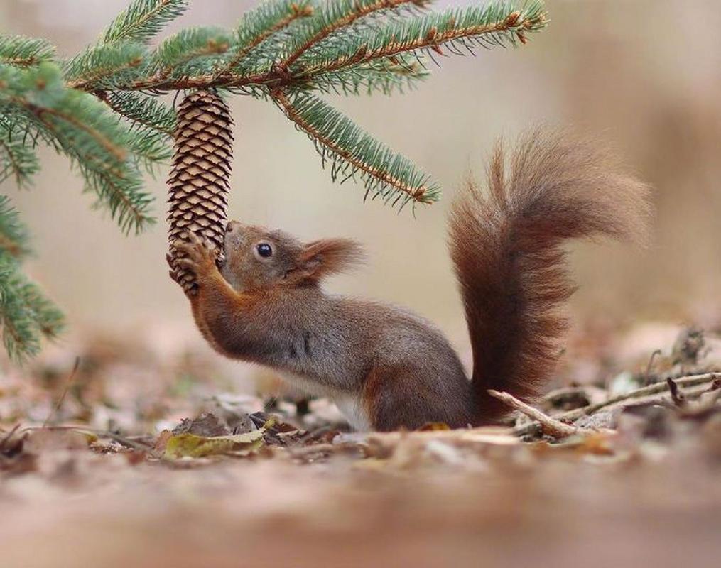 松鼠如何展现创意？-图3