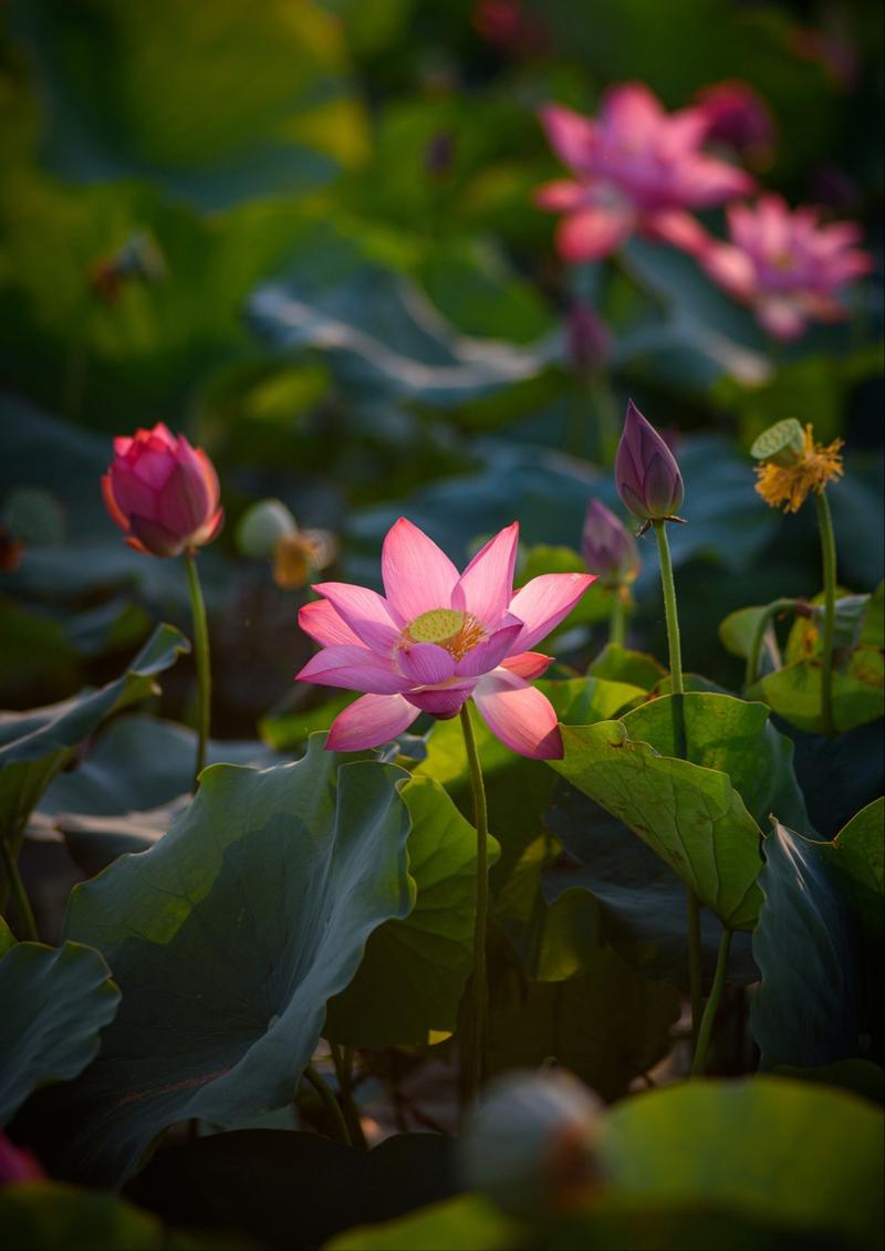 荷花创意拍摄-图2 荷花创意拍摄-图2