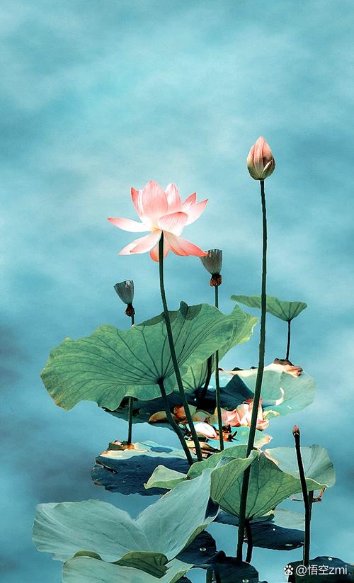 荷花创意拍摄-图1 荷花创意拍摄-图1