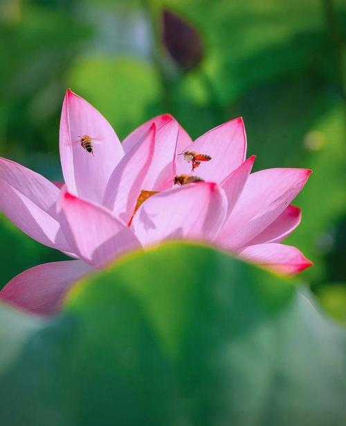 荷花创意拍摄-图3 荷花创意拍摄-图3