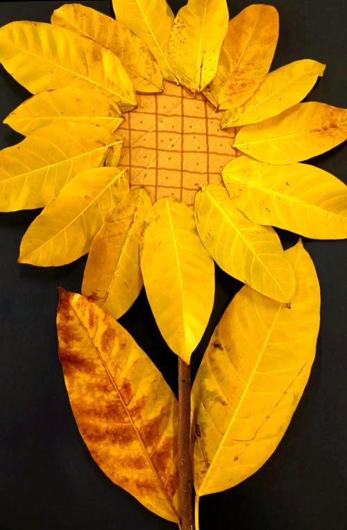 树叶能玩出哪些新创意?-图2 树叶能玩出哪些新创意?-图2