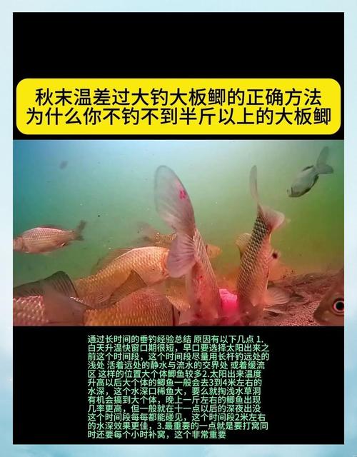 秋未钓鱼技巧-图1