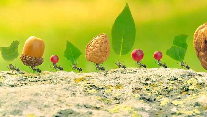 蚂蚁运粮有何巧妙技巧？-图3