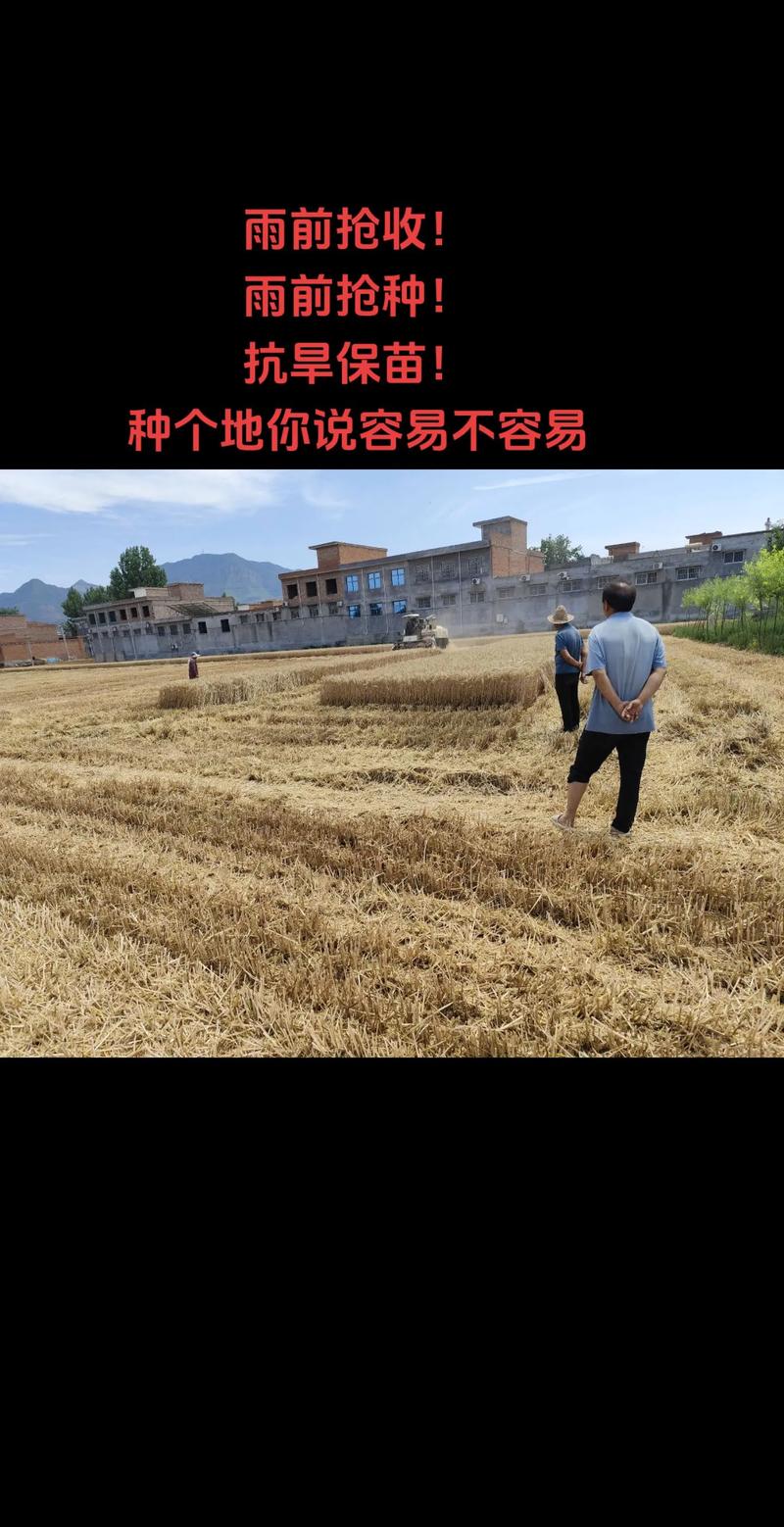 抢种抢收有哪些高效技巧?-图3 抢种抢收有哪些高效技巧?-图3