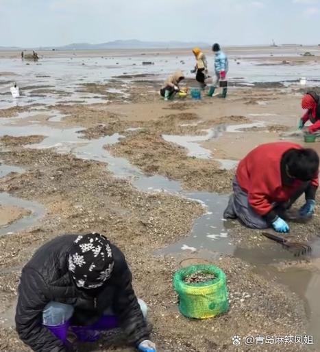 冬天挖蛤蜊技巧-图1