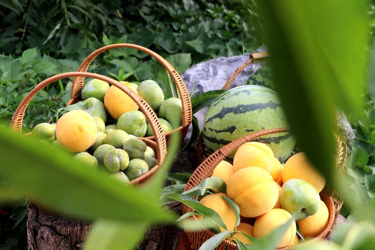 水果采摘创意-图3