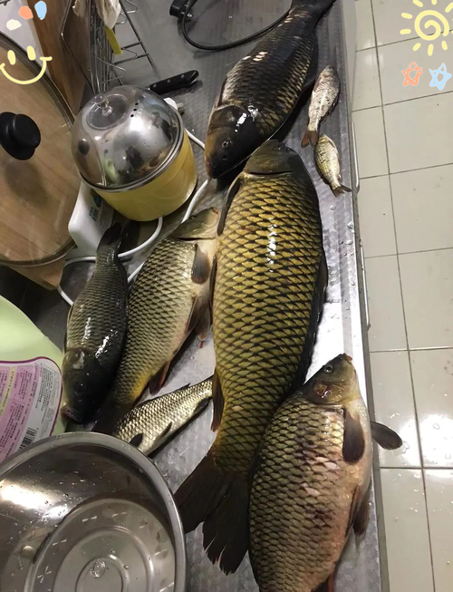 晚秋夜钓鲤鱼技巧-图1 晚秋夜钓鲤鱼技巧-图1